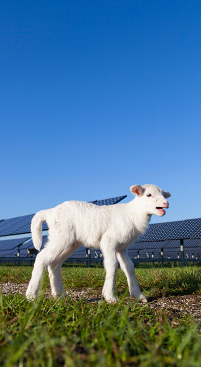 Florida Desoto Solar Energy Center 