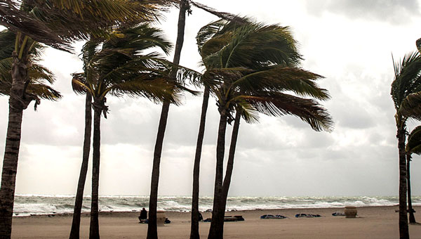 Palm-Trees-during-storm