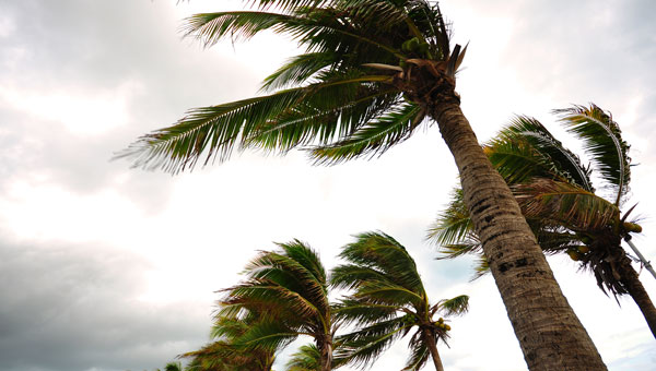 palm-trees-being-hit-by-hurricane palm-trees-being-hit-by-hurricane