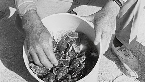 Ecologist with sea turtle hatchlings at the environmental affairs department