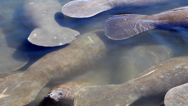 Manatees