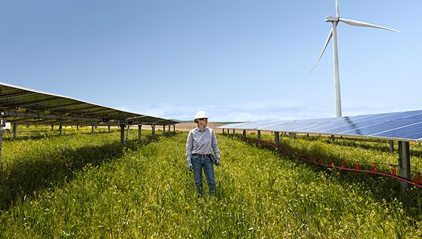 Employee on solar farm